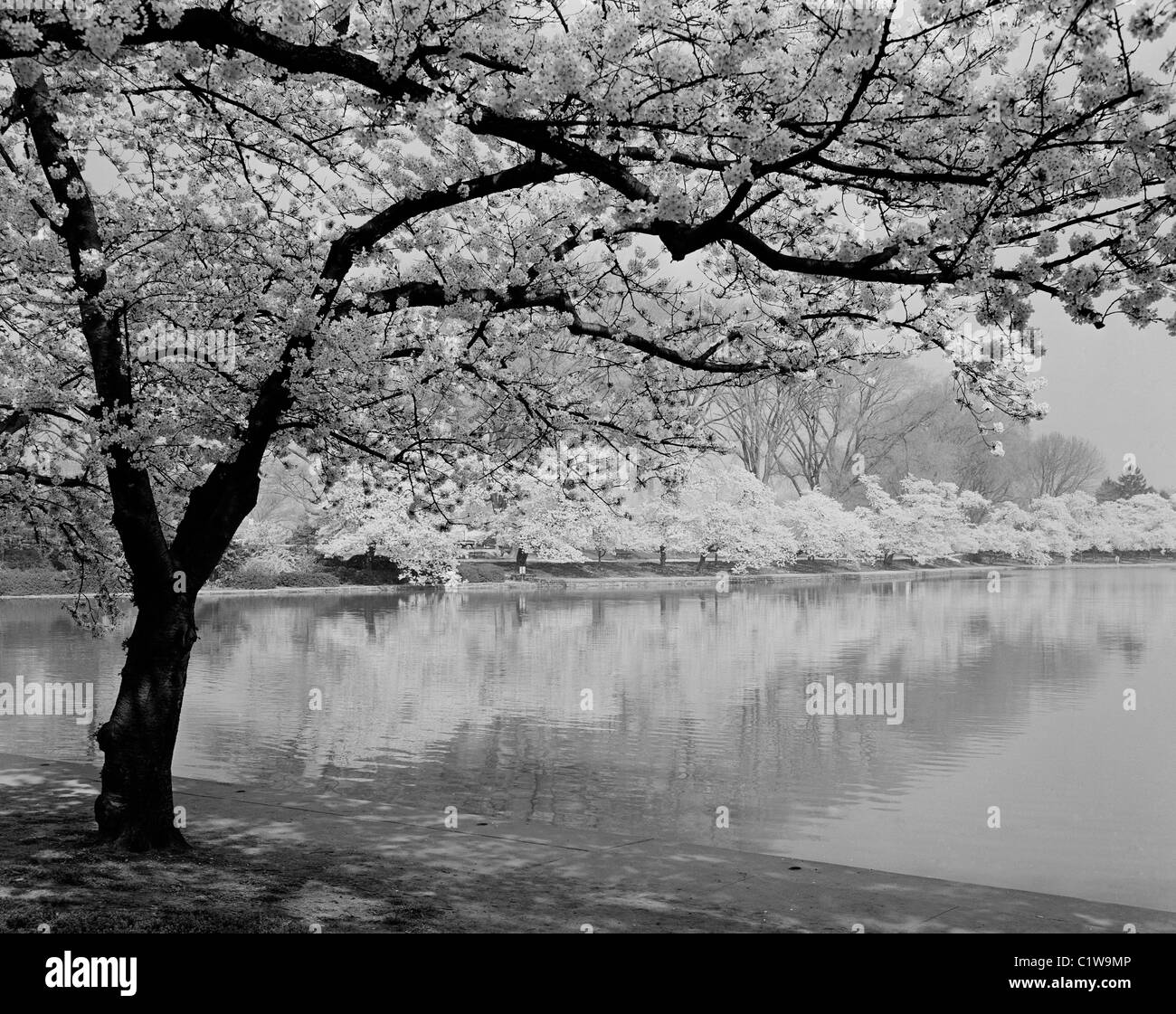 Tidal basin cherry blossom Black and White Stock Photos & Images - Alamy