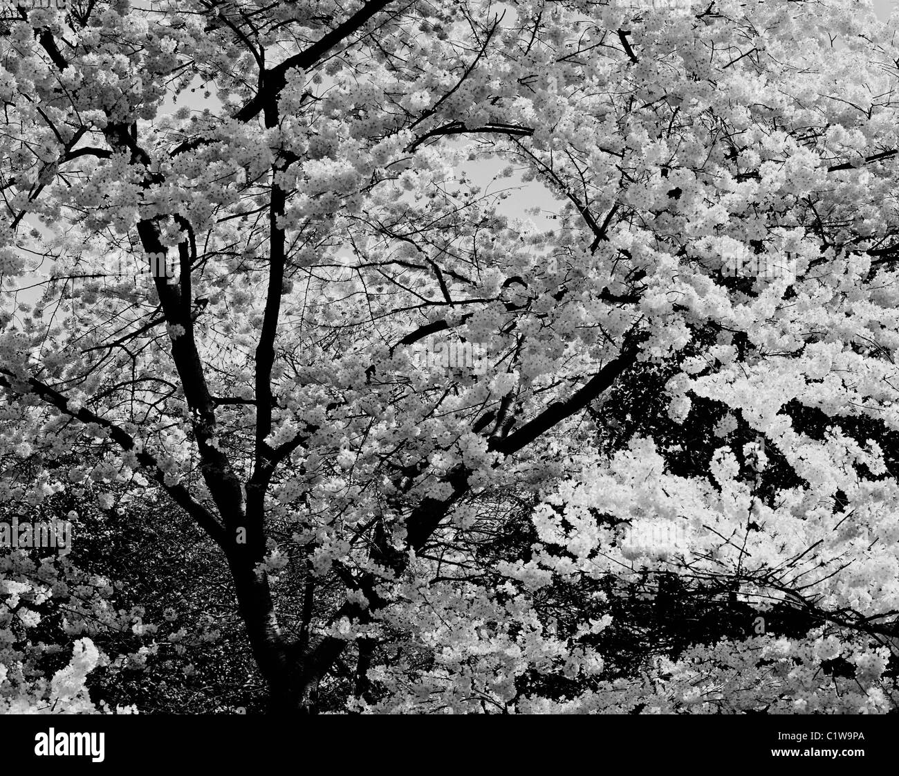 Tree with blossoms Black and White Stock Photos & Images - Alamy