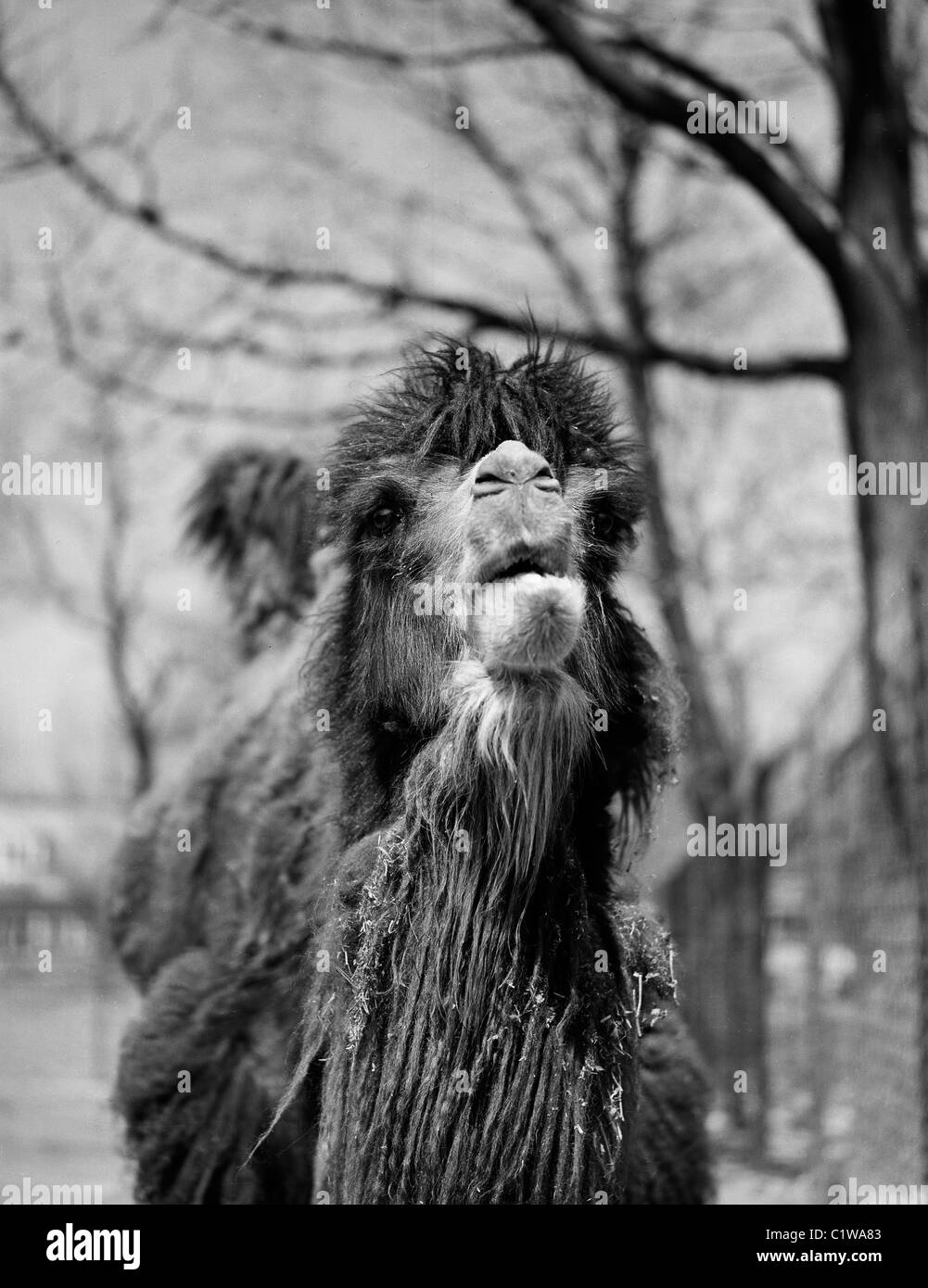 Camel Black and White Stock Photos & Images - Alamy