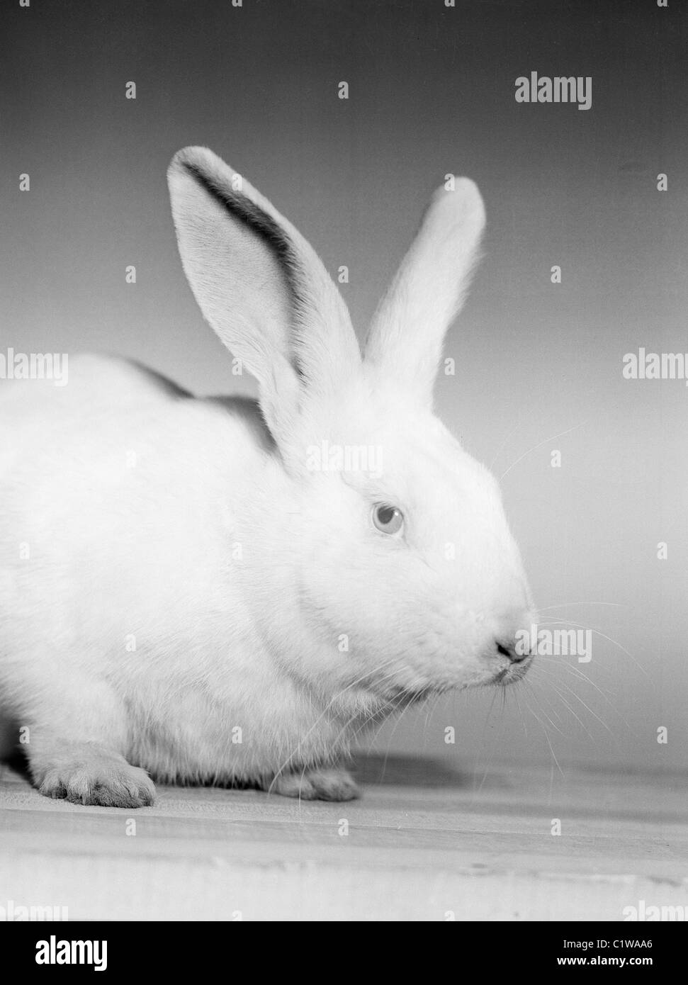 Portrait of white rabbit Stock Photo Alamy