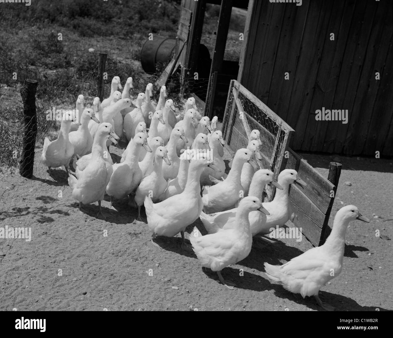 Flock of geese Stock Photo Alamy