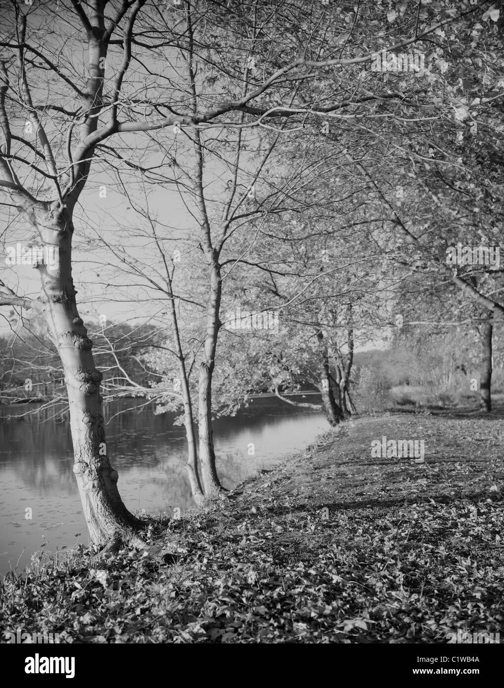 Autumn view Black and White Stock Ph…