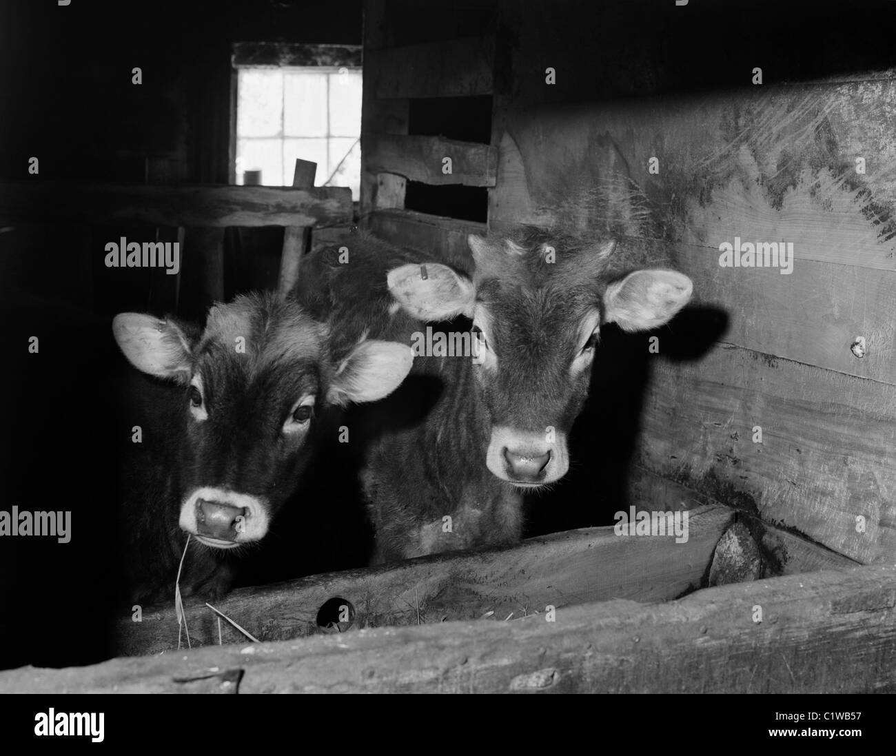 Calves in barn Stock Photo Alamy