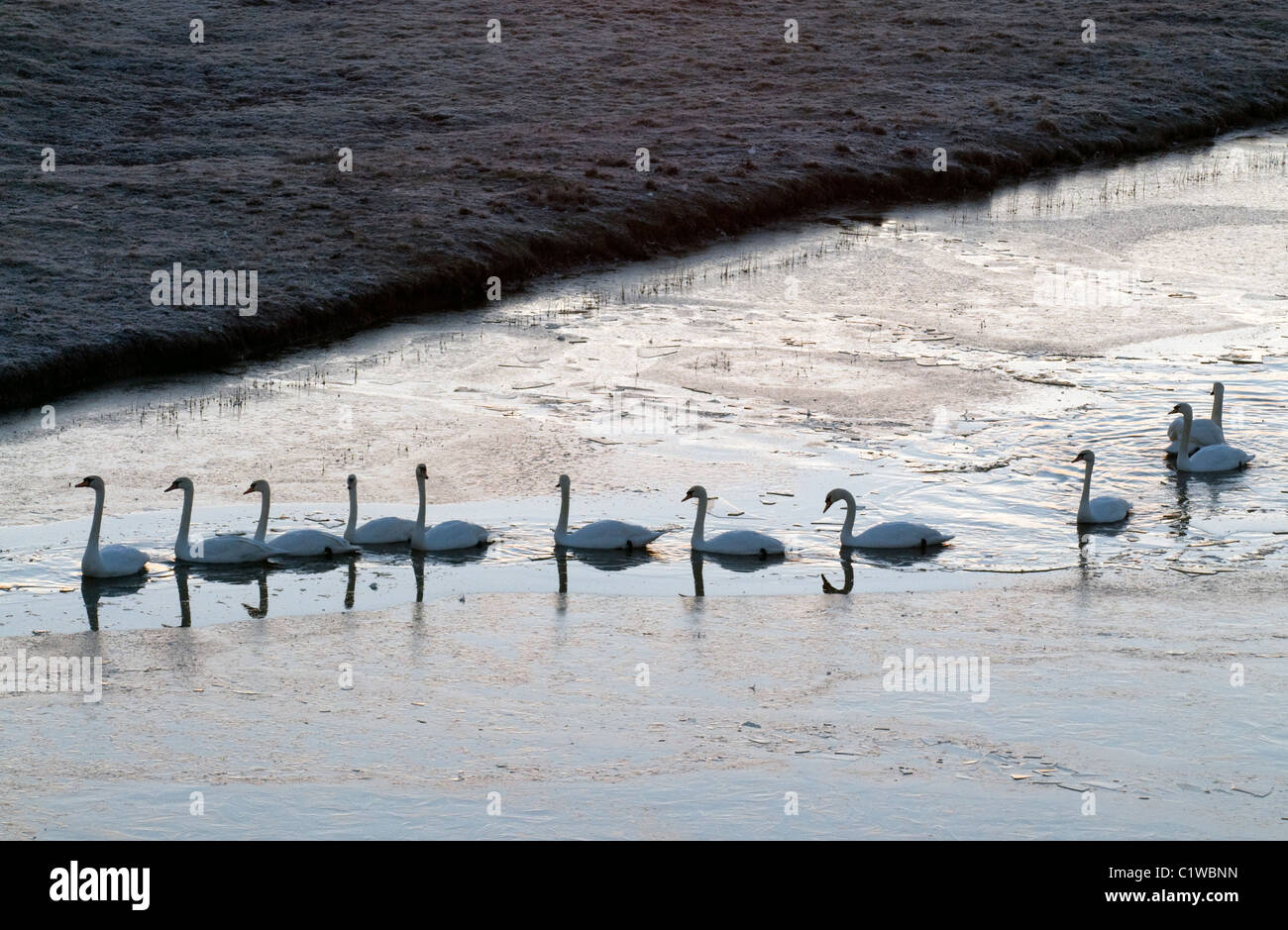 a group of mute swans in winter, solway firth, scotland cygnus olor Stock Photo