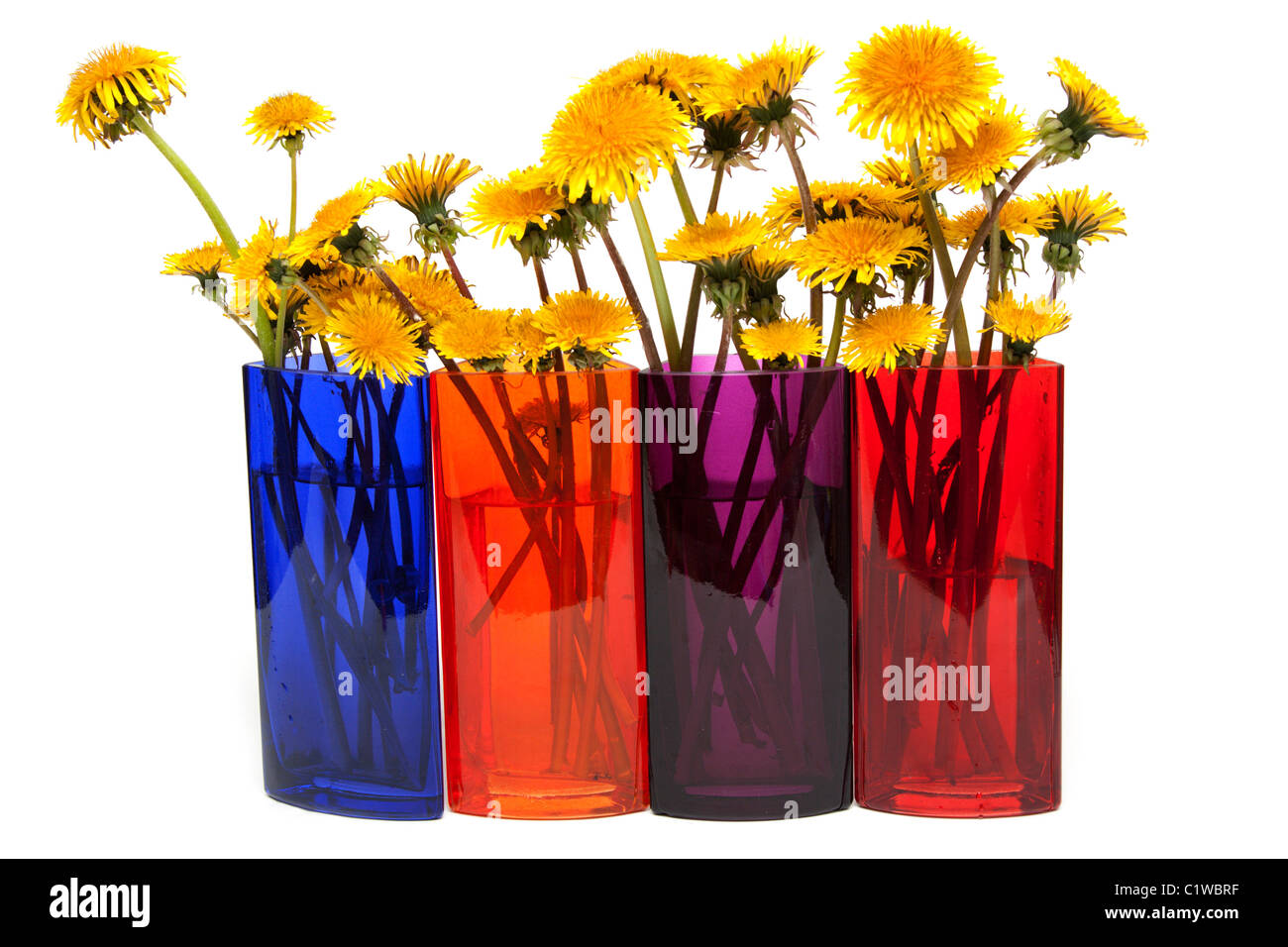 Yellow dandelions in glass colour vase on white background Stock Photo ...