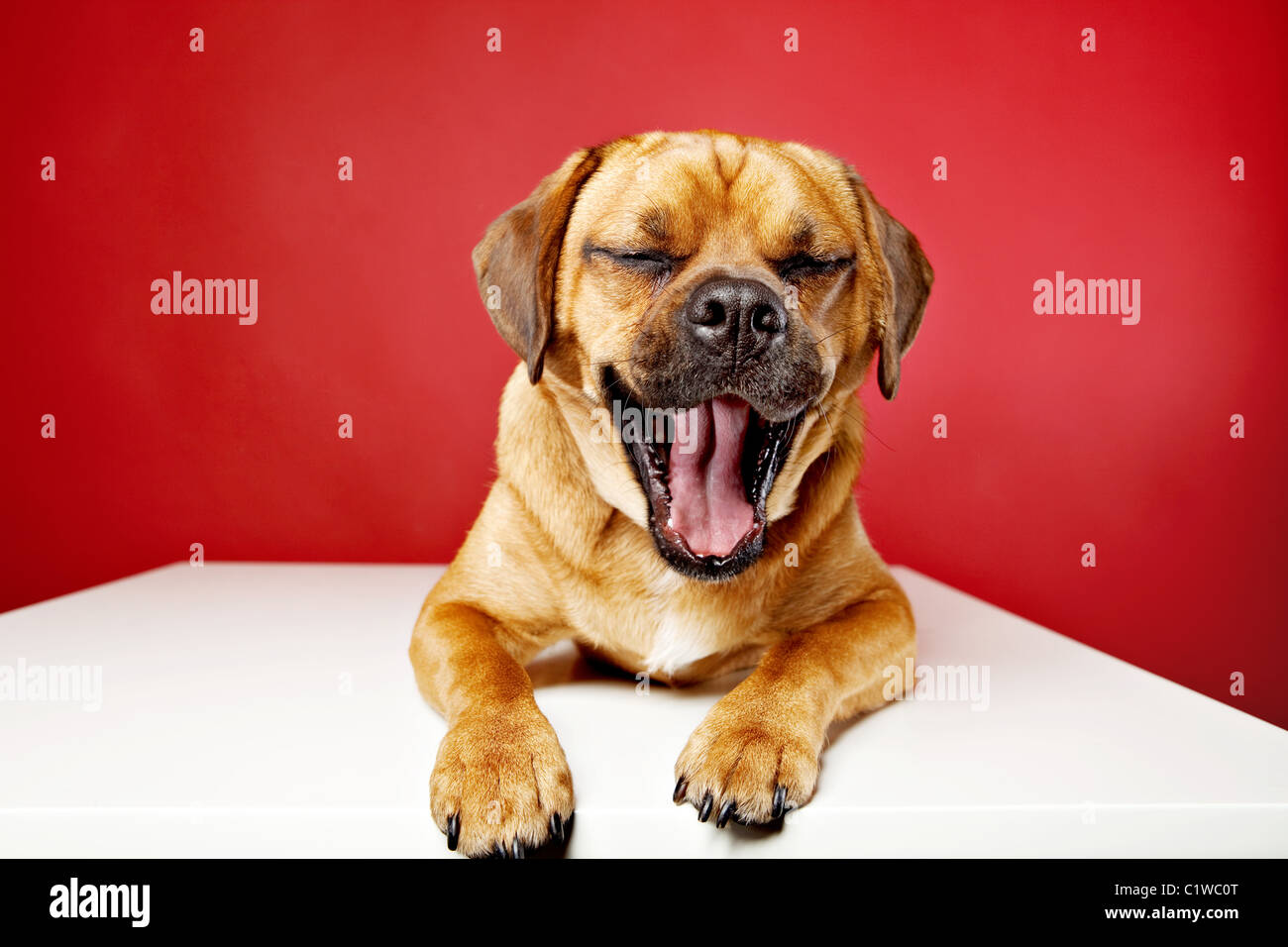 Puggle dog yawning but appears to be smiling or laughing. Red background in studio. Stock Photo
