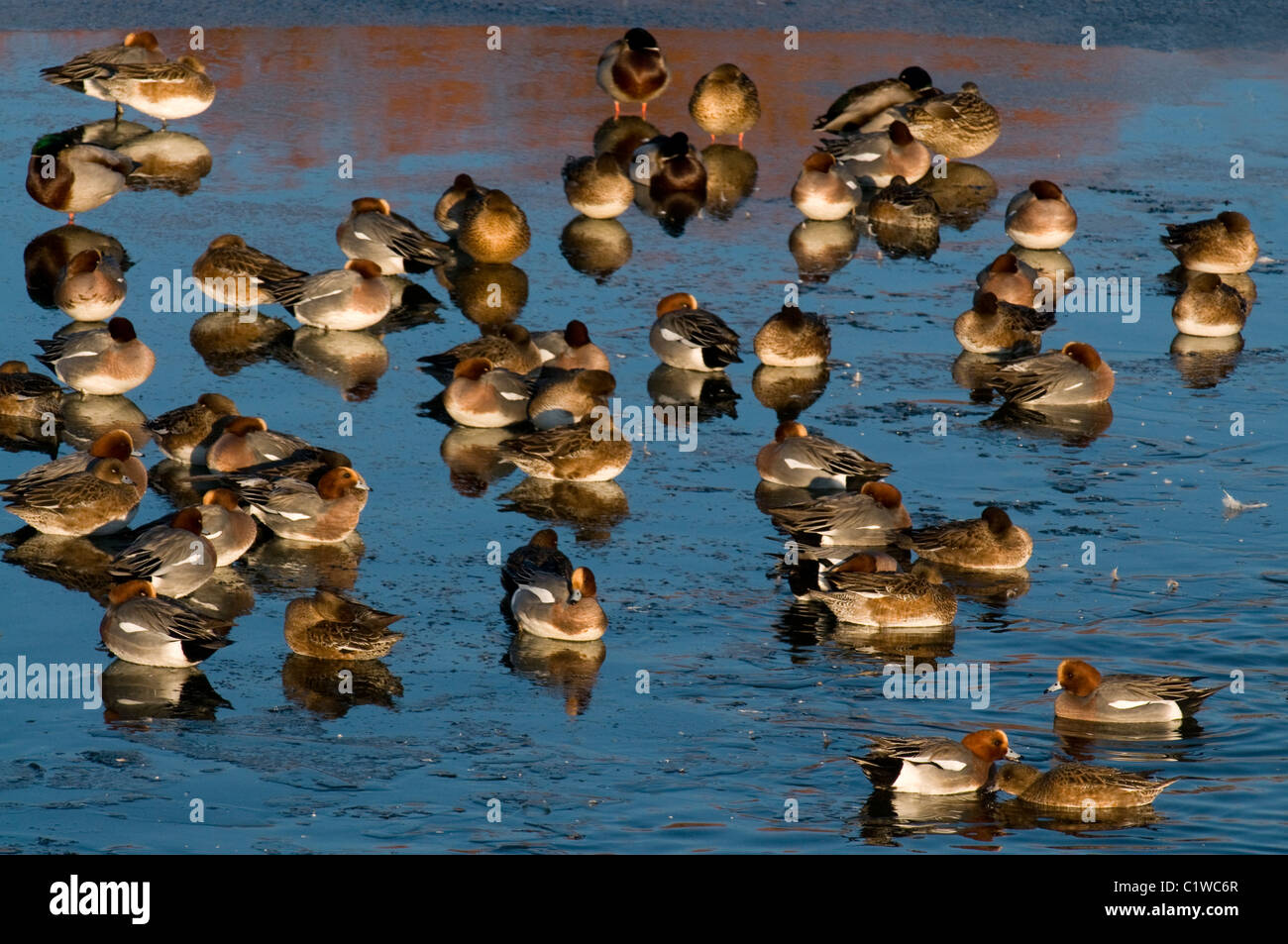 a group of wigeon in icy water during winter on the solway firth scotland anas penelope Stock Photo