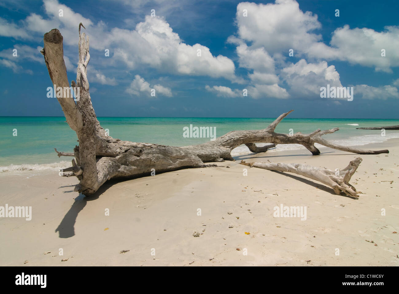 Root at silver sand beach with turquoise India Ocean. Havelock Island. Andaman Isles. India. Stock Photo