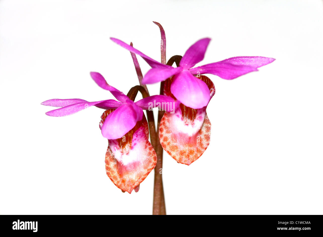 The small Calypso orchid (Calypso bulbosa) is a dainty pink and maroon wildflower commonly found in forested areas. Stock Photo