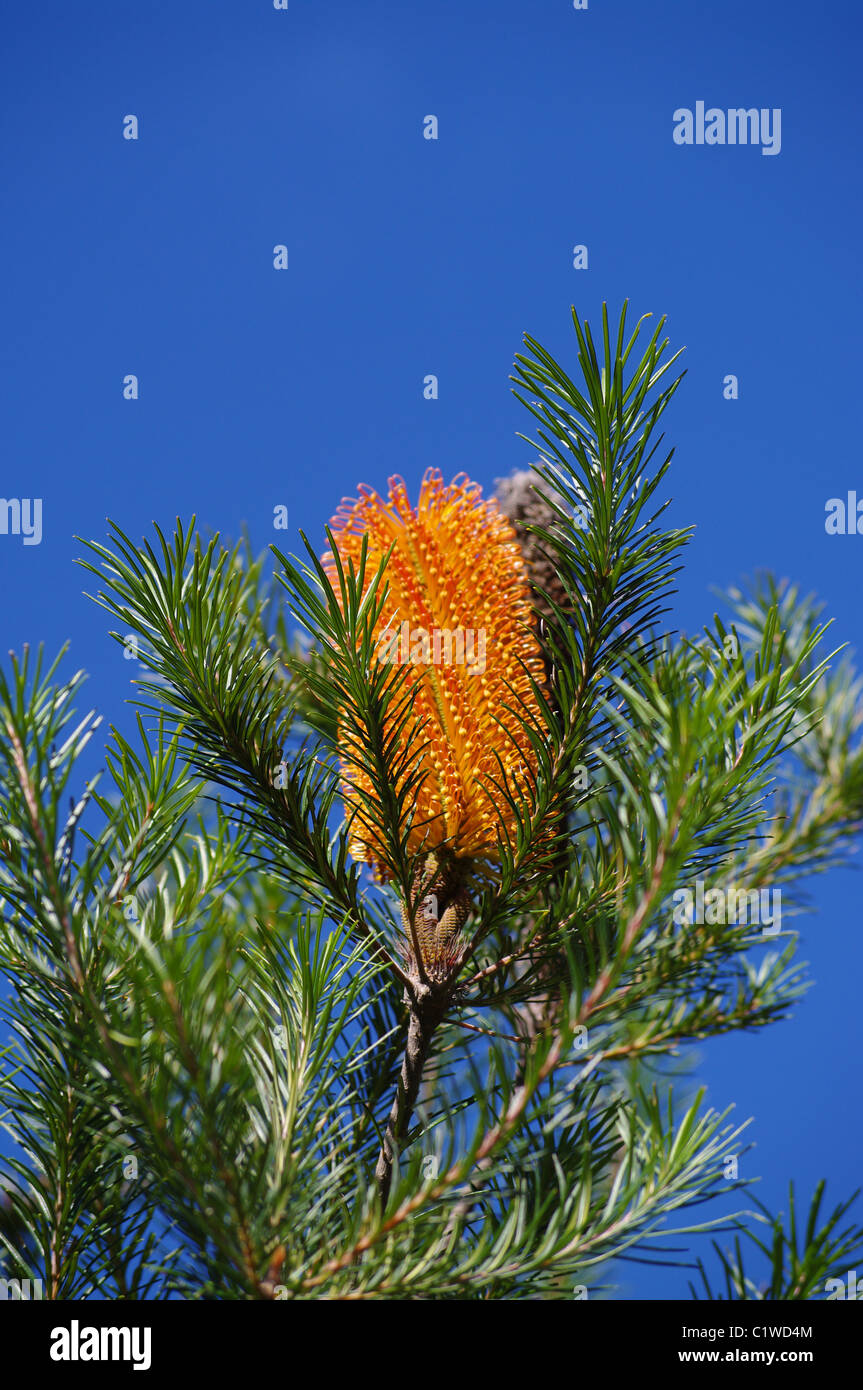 banksia flower golden on blue background Stock Photo