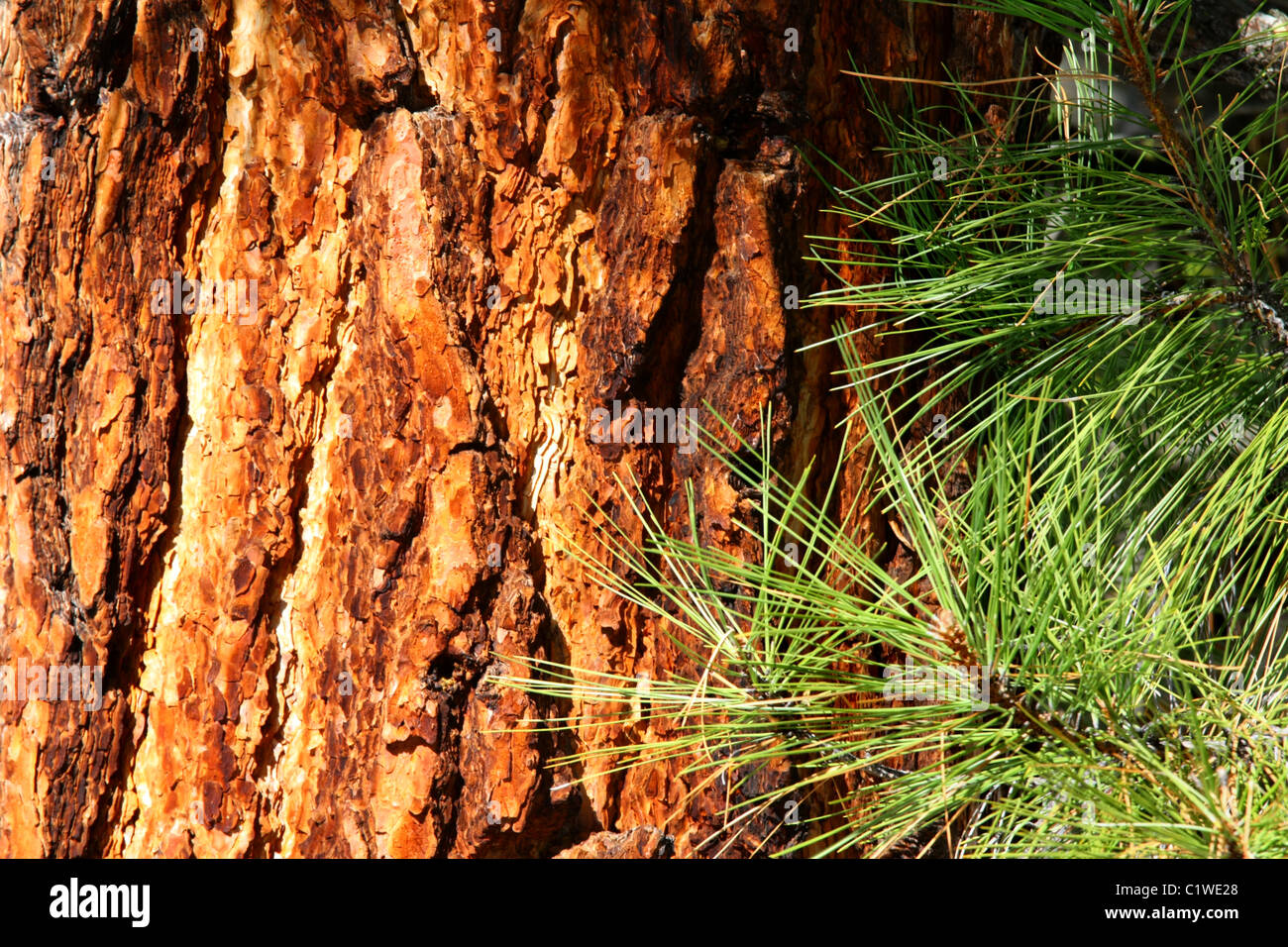 Close-up view of the deeply furrowed, and glowing orange bark and green pine needles of an ancient ponderosa pine tree; Pinus. Stock Photo