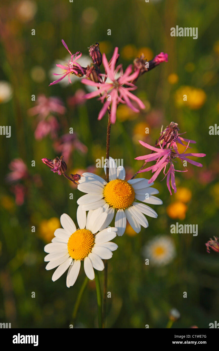Daises summer white background hi-res stock photography and images - Alamy