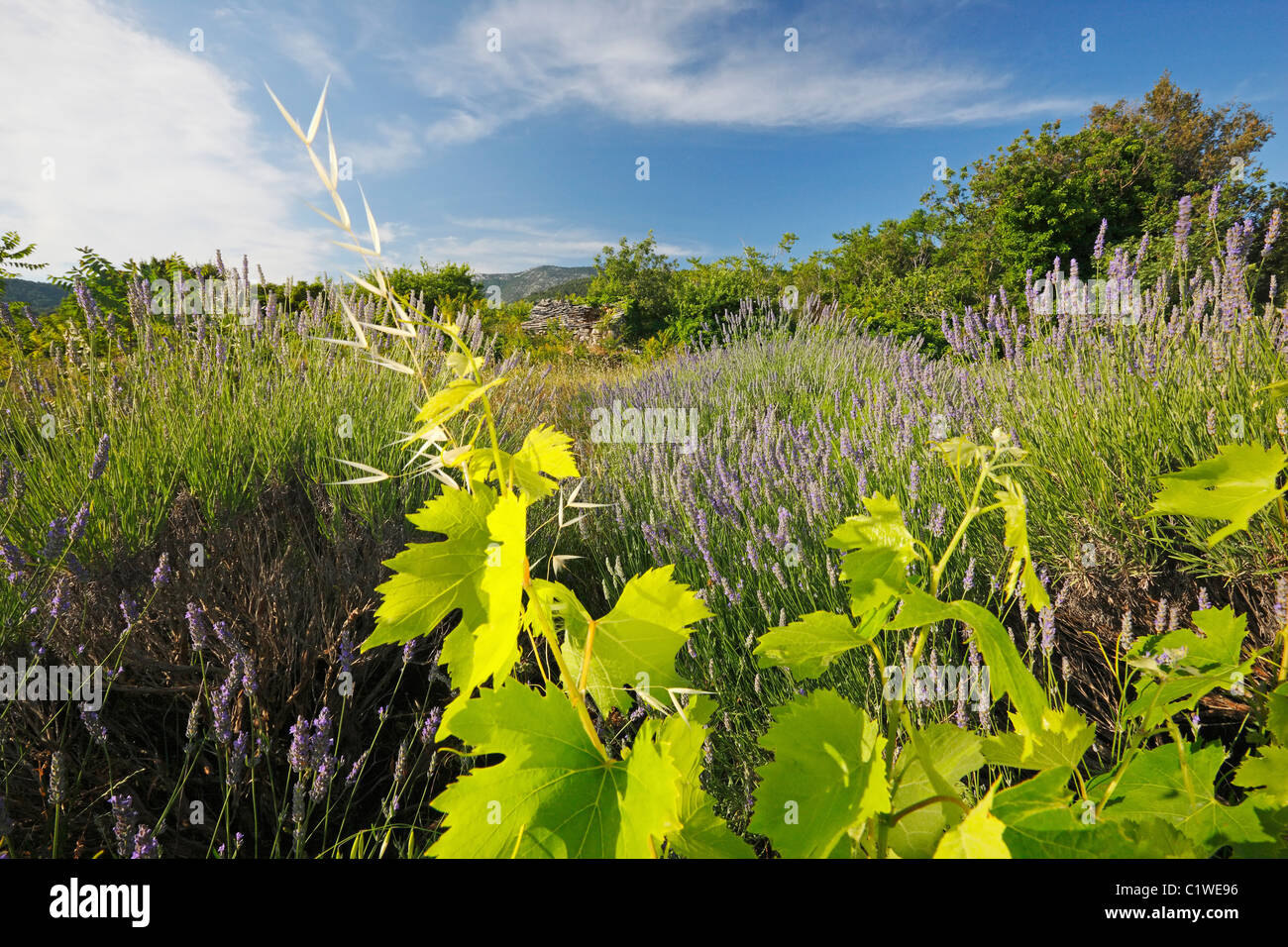 Vineyard in lavender field Stock Photo
