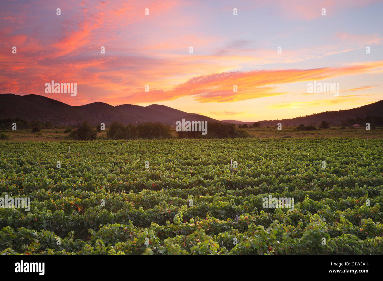 Vineyard at sunset in island Korcula. Stock Photo