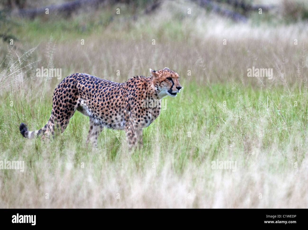 young male cheetah acinonyx jubatus botswana africa Stock Photo - Alamy
