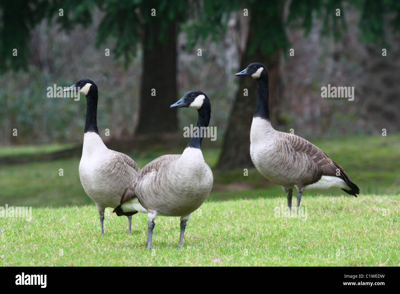 Geese Setting Robert c paulson hi-res stock photography and images - Alamy