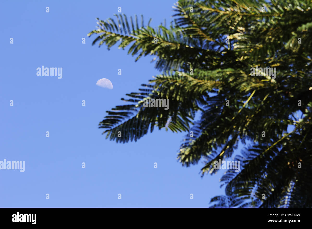 Moon in sky above tree hi-res stock photography and images - Alamy