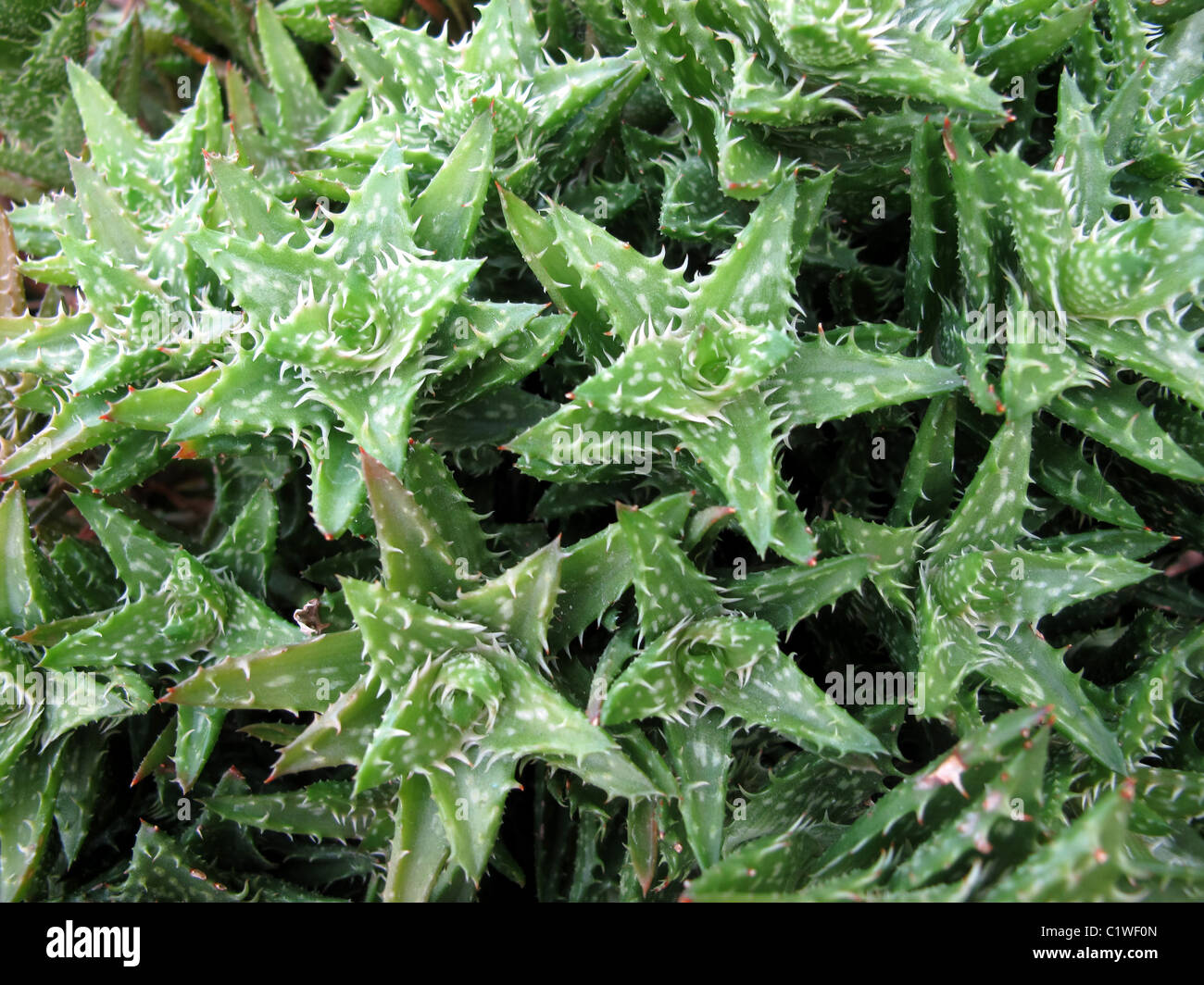 Queens University Belfast Botanic Gardens High Resolution Stock ...