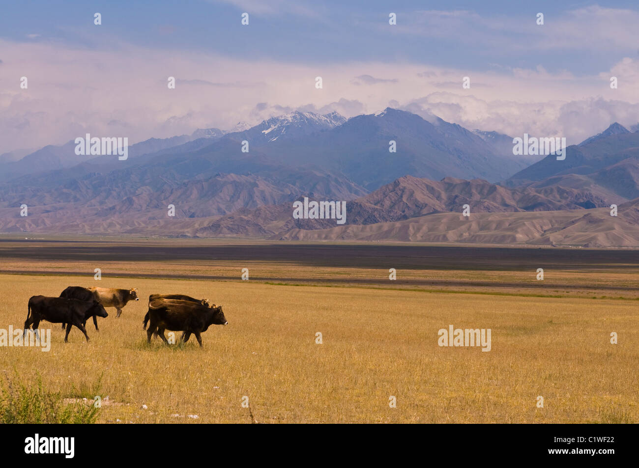 Kyrgyzstan, Torugart Pass, Naryn Province, Cattle at pasture, mountains in background Stock Photo