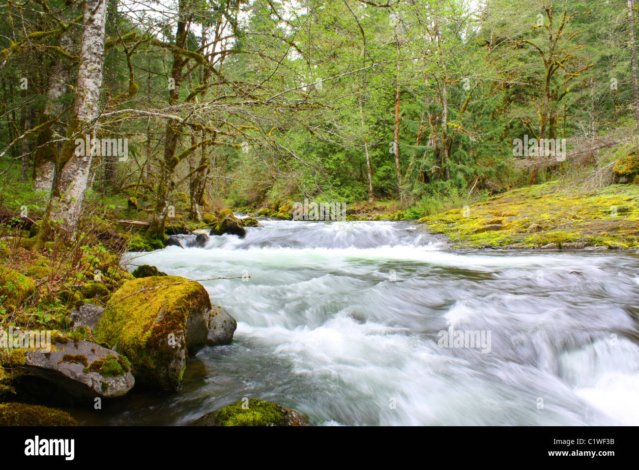 40,284.08862 A spring view of the rapids of a strong-flowing, slightly ...