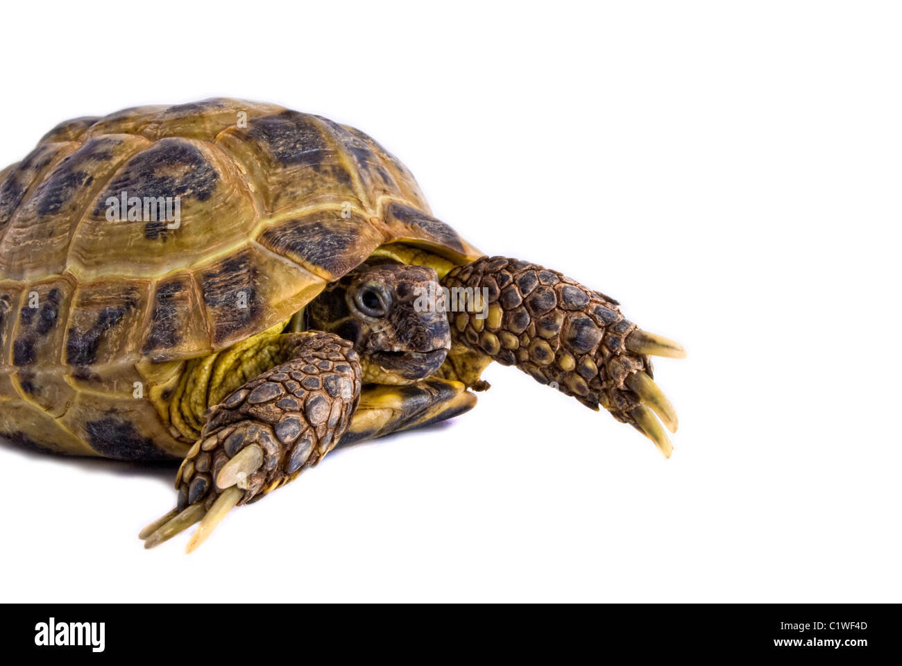 A photography of my pet Horsefield tortoise in my light box. Stock Photo