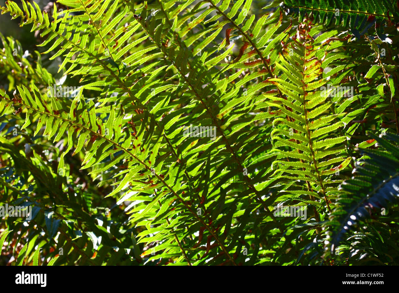40,575.02626 Sun streaming onto dense green sword fern ground cover, undergrowth, back lighting Stock Photo