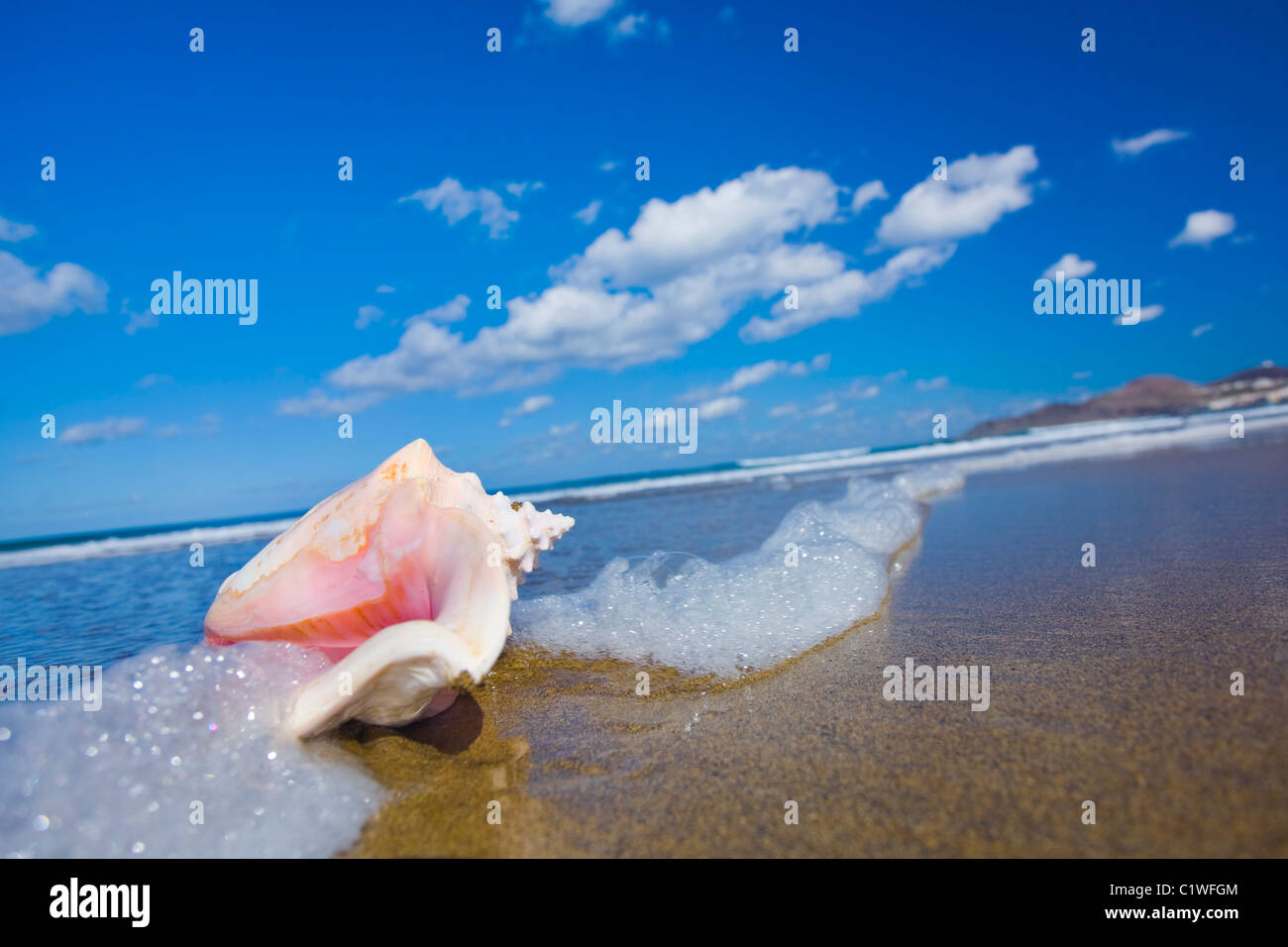 Queen conch on the beach Stock Photo