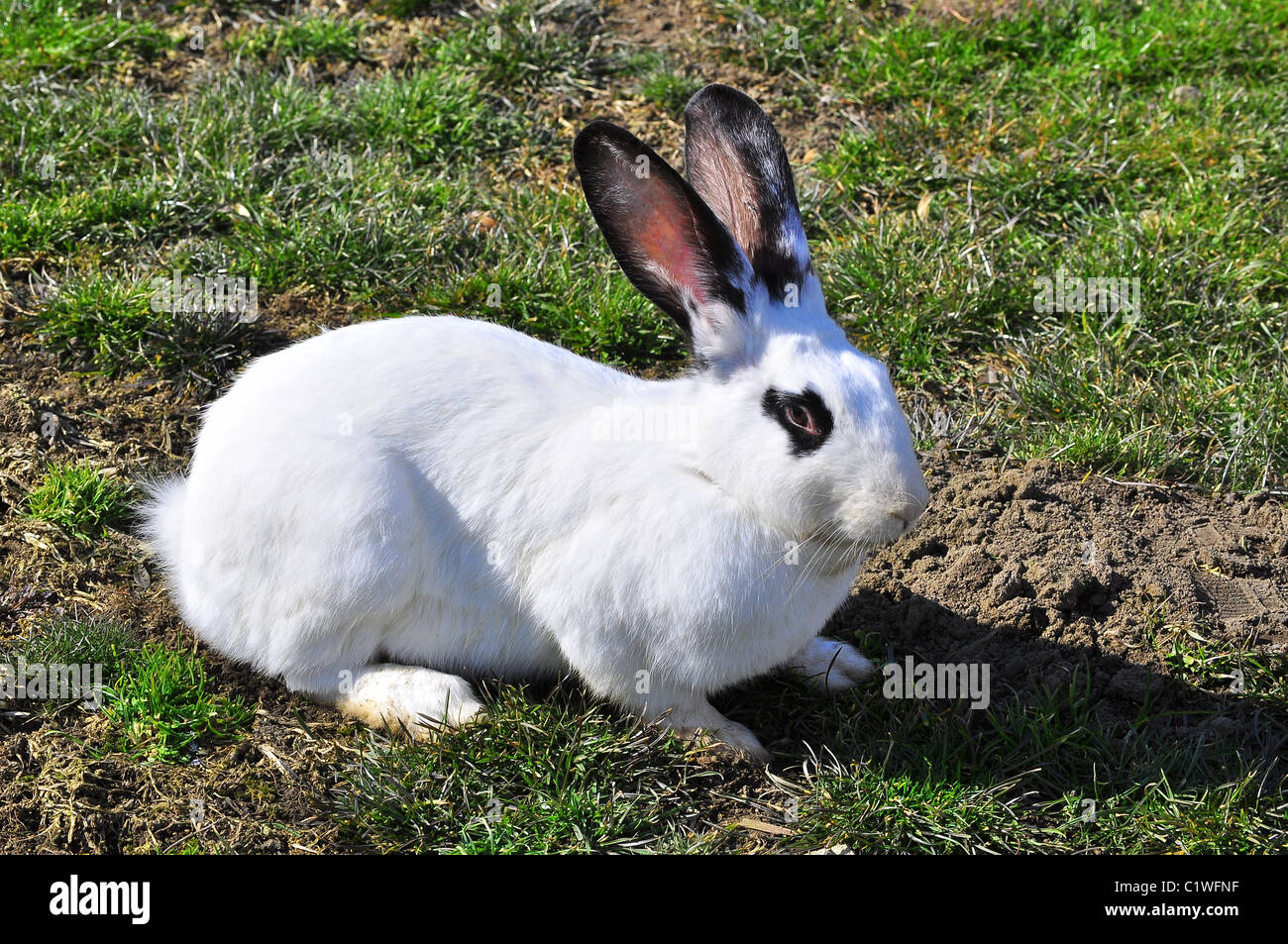 Rabbit in grass Stock Photo Alamy