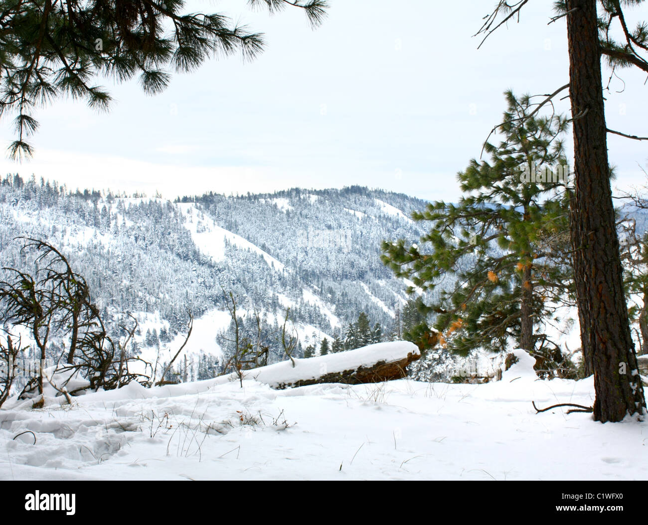 40,600.03176 A fresh winter snow covers dead log and the green ponderosa pine forest that is scattered over a deep rolling canyon's hillside Stock Photo