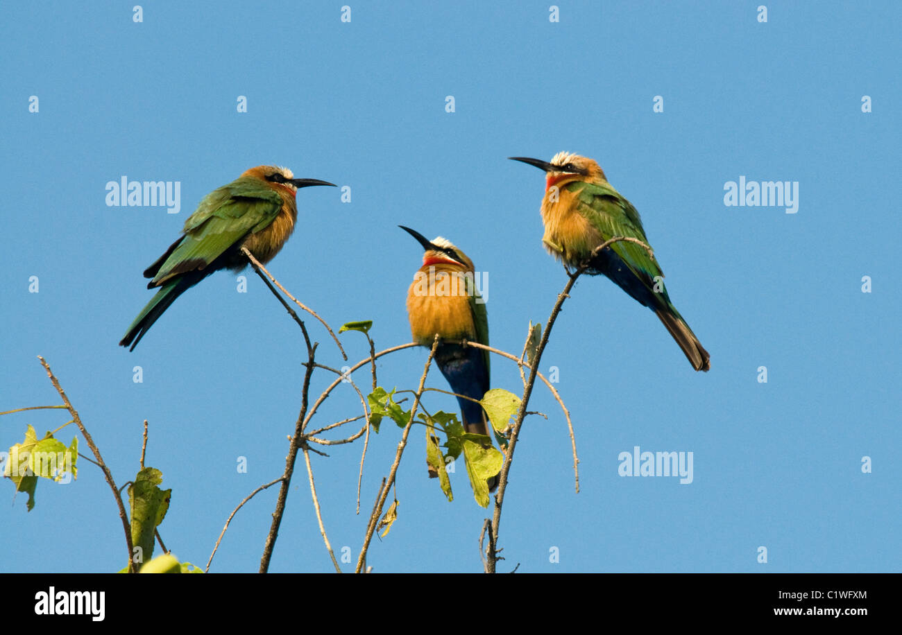 white-fronted bee-eater , merops bullockoides , botswana Stock Photo ...