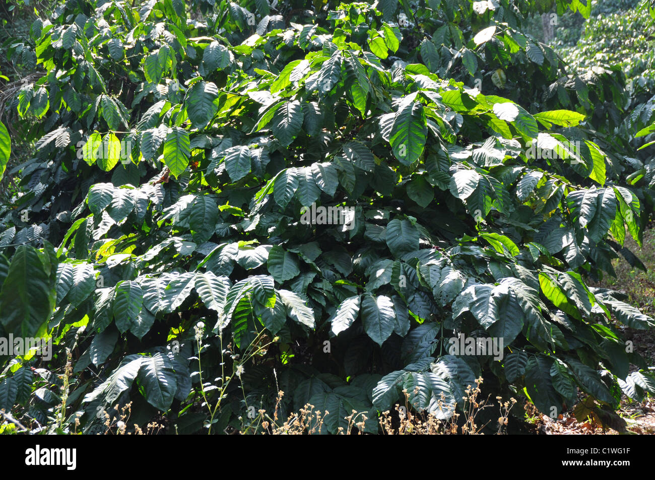 Robust Coffee Plants in Southern State Karnataka Stock Photo Alamy