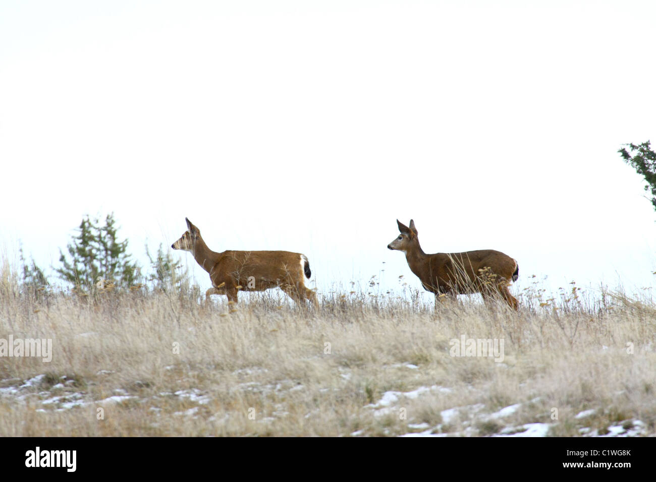 40,600.03244 Two mule deer does walking on a grassy and snowy winter ridge top. Stock Photo