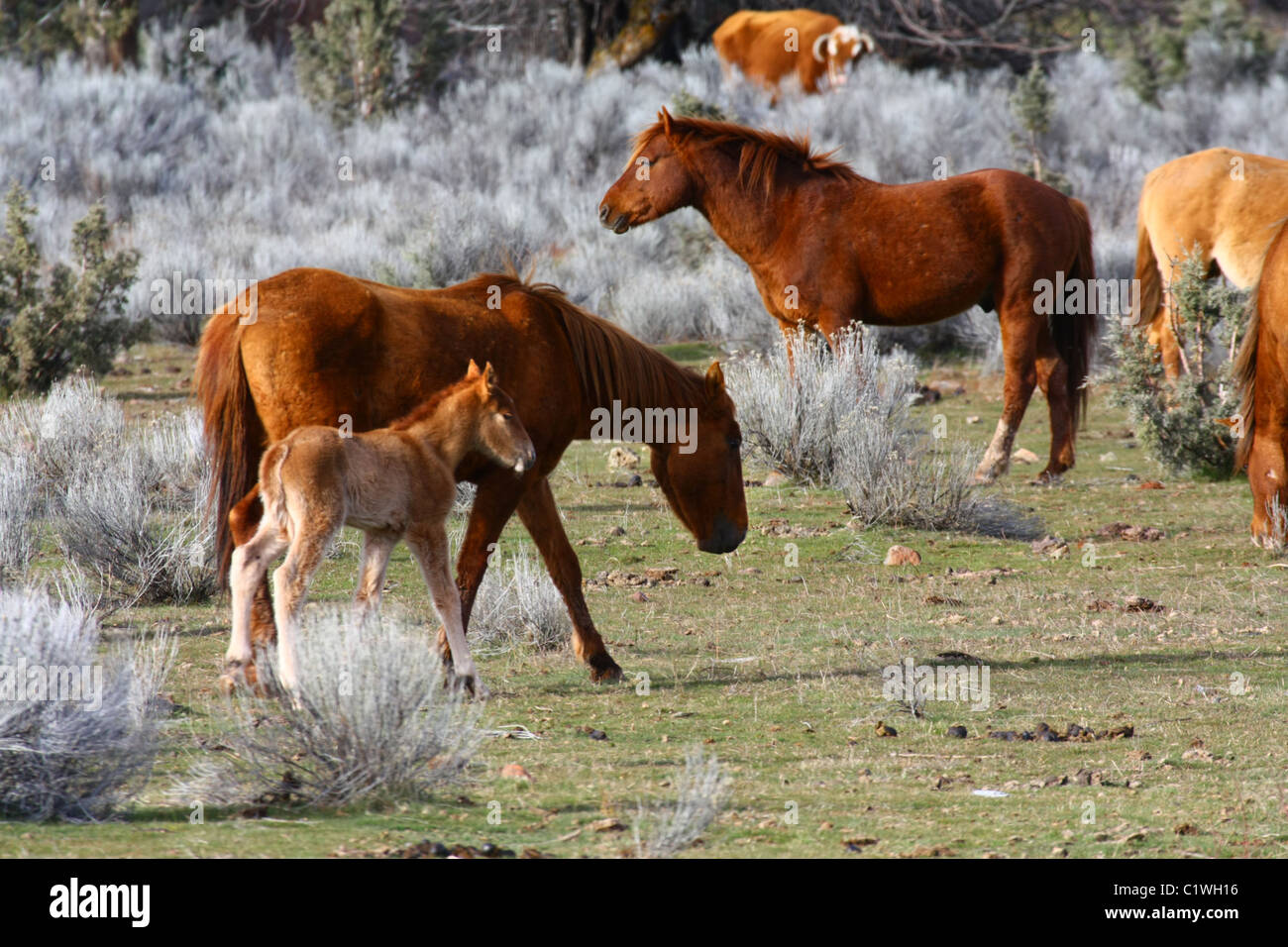 40,600.03289 Two horses and a colt grazing in a high desert grass and sagebrush meadow, with a Hereford bull standing in the background. Stock Photo
