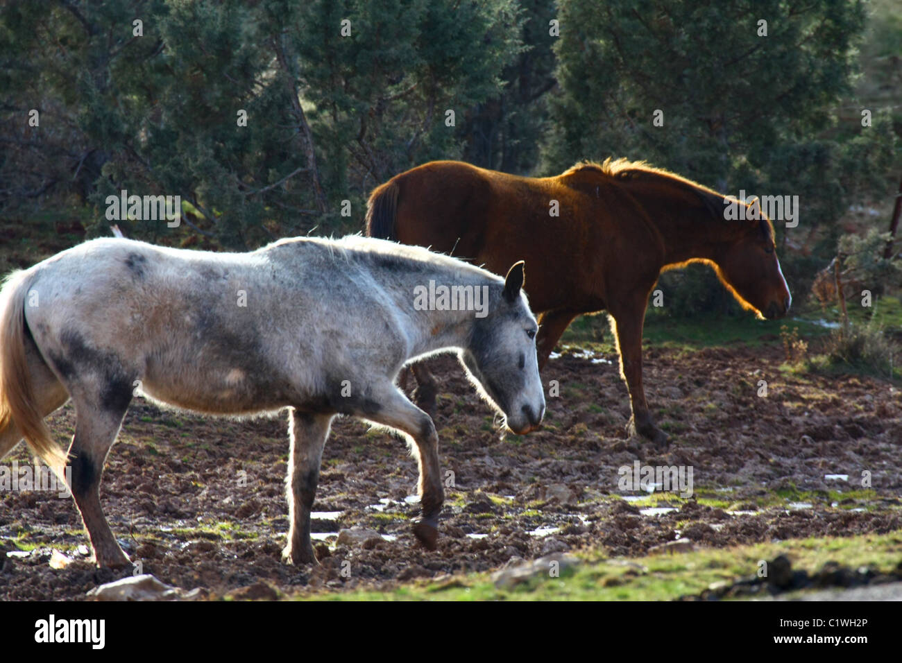 Two horses, one an old gray/grey mare and one brown, walking in muddy field. Stock Photo