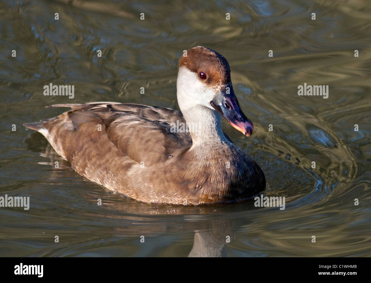 Red-Crested Pochard (netta rufina) female Stock Photo - Alamy