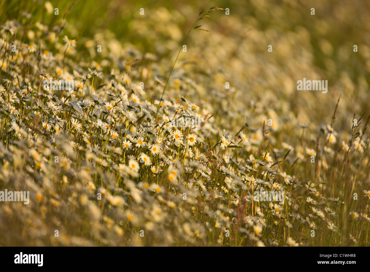 Daisy flowers in a field, Victoria, Vancouver Island, British Columbia, Canada Stock Photo