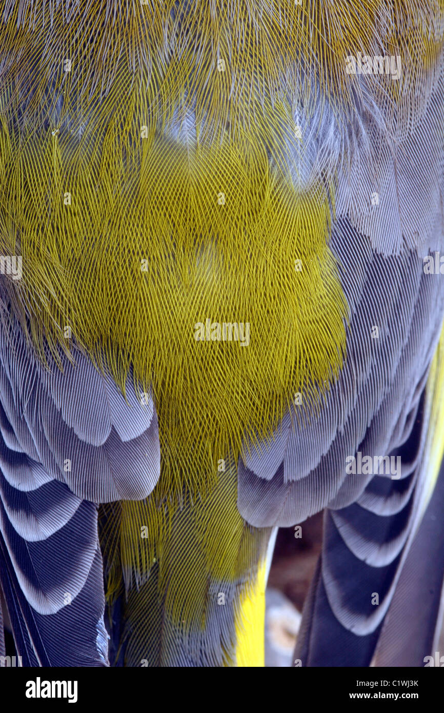 Greenfinch (Carduelis choris) feathers close up, England, UK Stock Photo