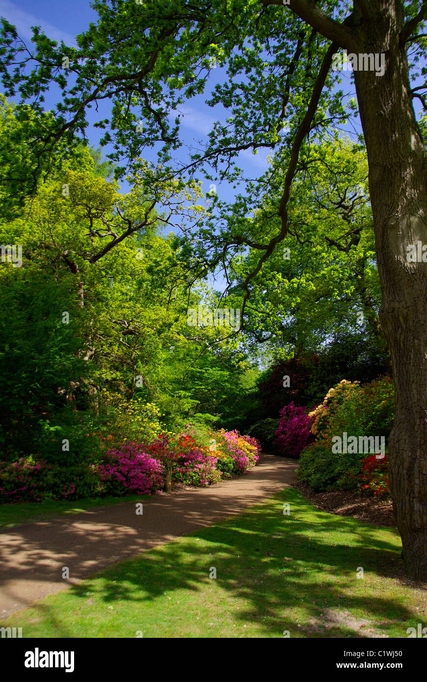 View of Virginia Waters in Bloom Stock Photo