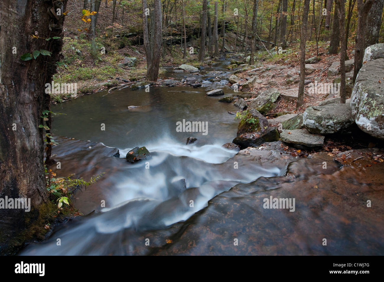 Creek flowing in a forest, Collins Creek, Heber Springs, Arkansas, USA Stock Photo Alamy