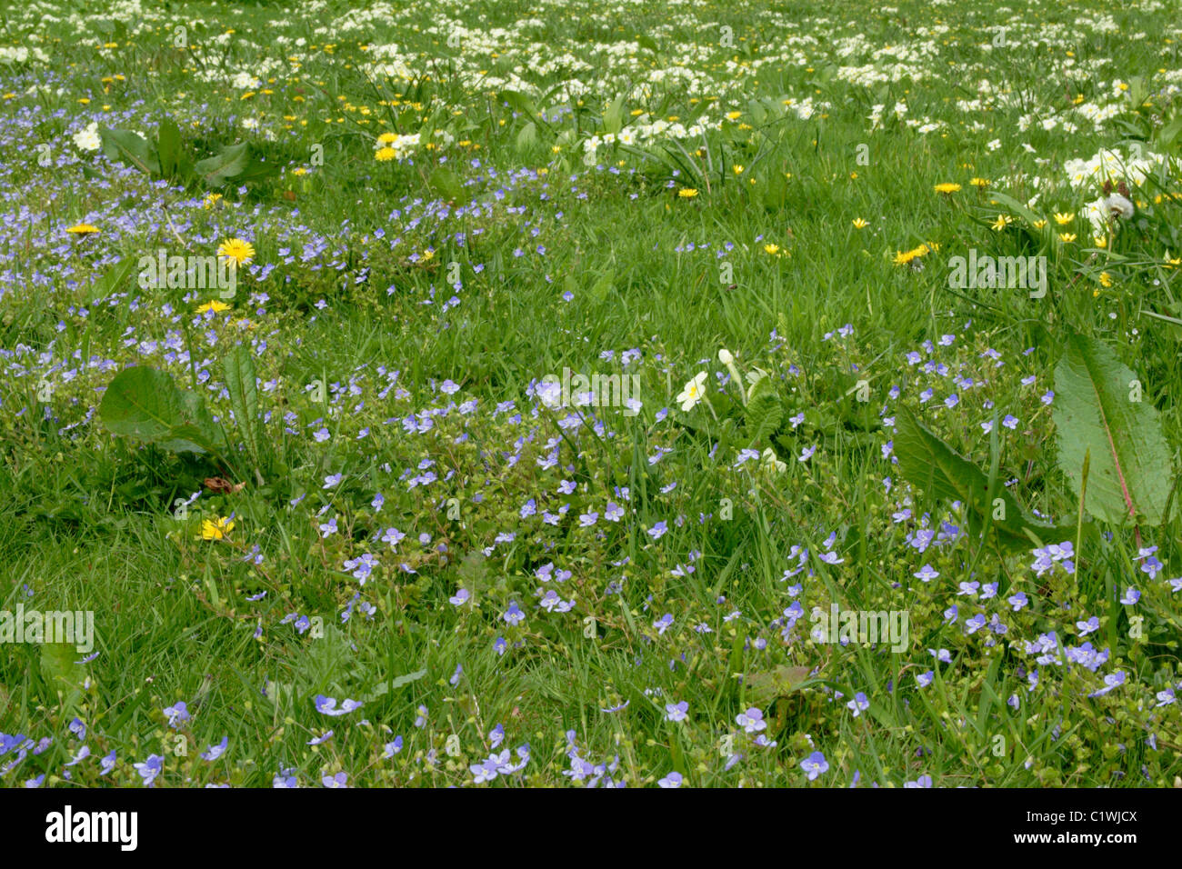 Wildflowers - Primroses and germander speedwell, Cornwall, England Stock Photo