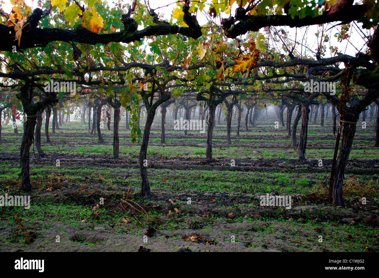Vines in a vineyard, Lodi, California, USA Stock Photo