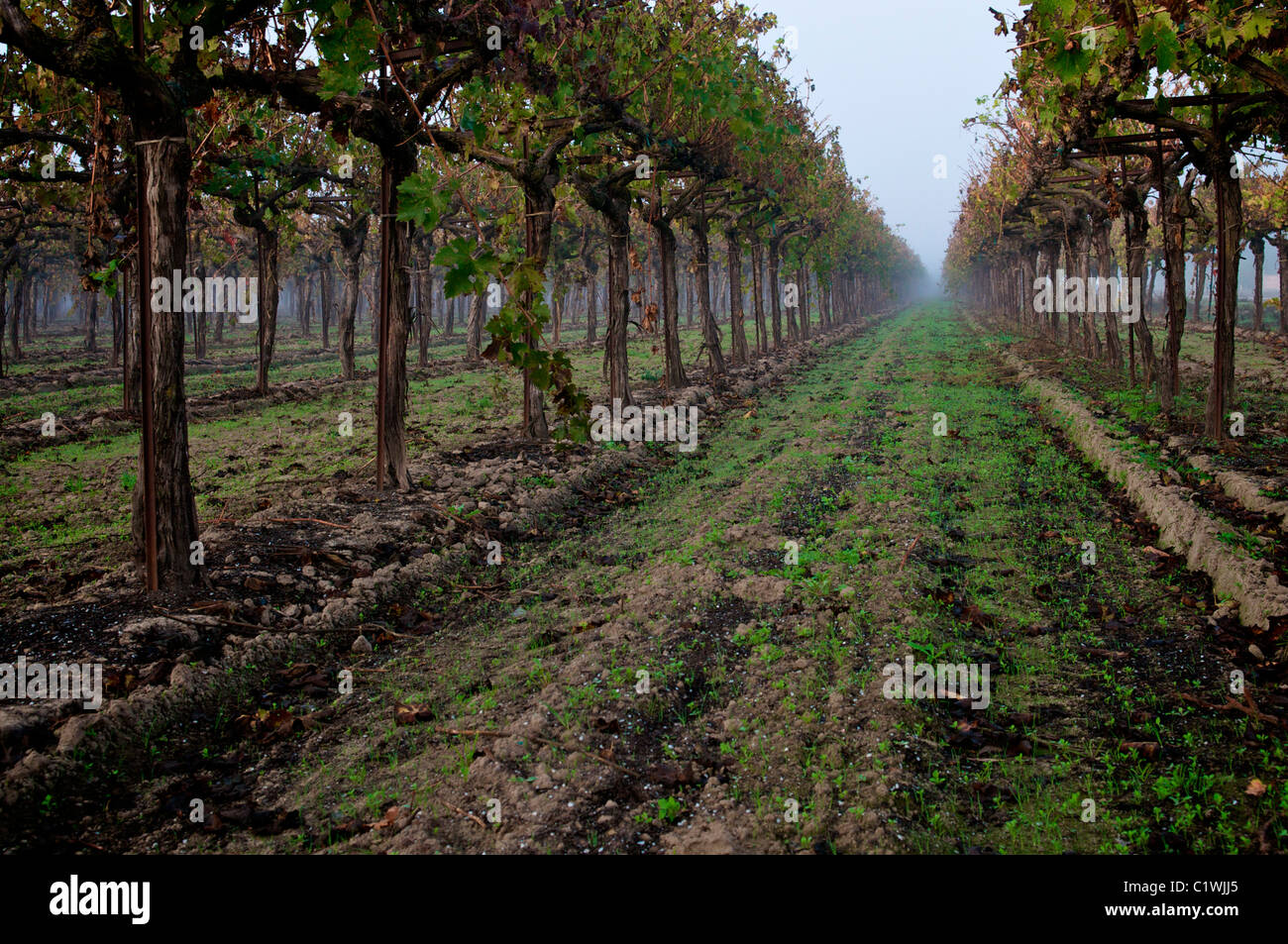 Vines in a vineyard, Lodi, California, USA Stock Photo