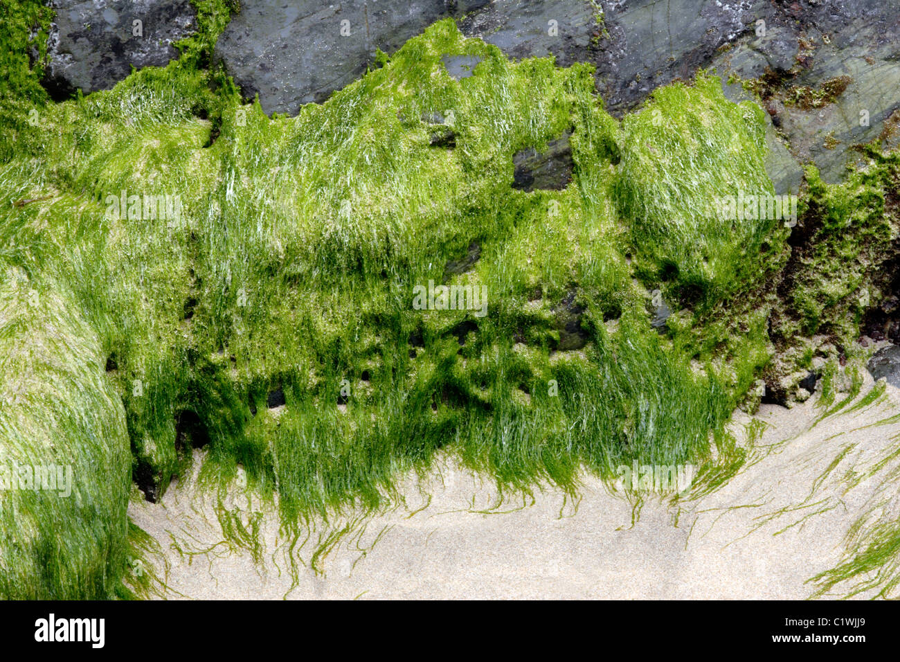 Enteromorpha seaweed rooted on rock Stock Photo
