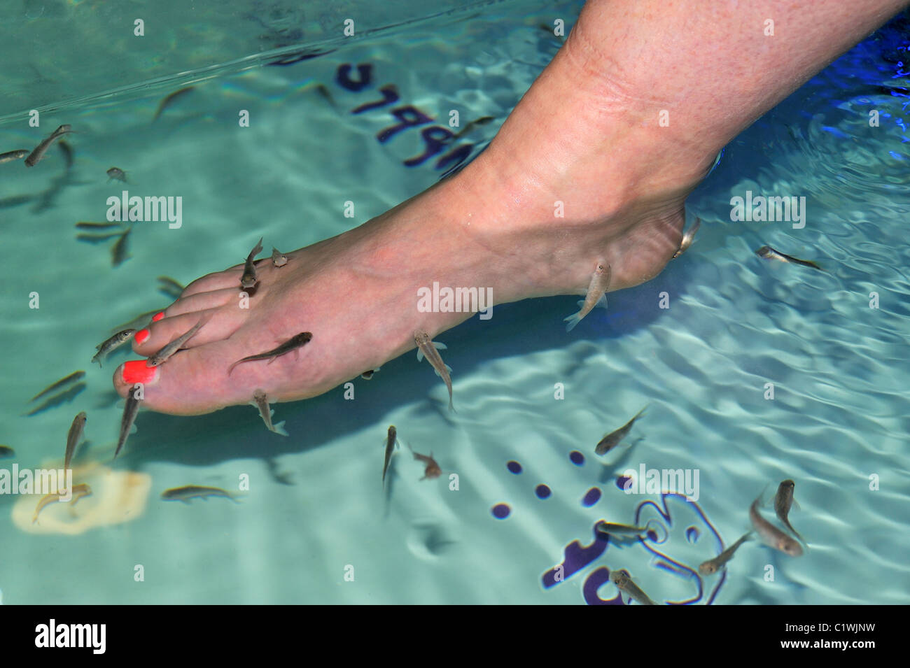 Pedicure fish foot spa Stock Photo