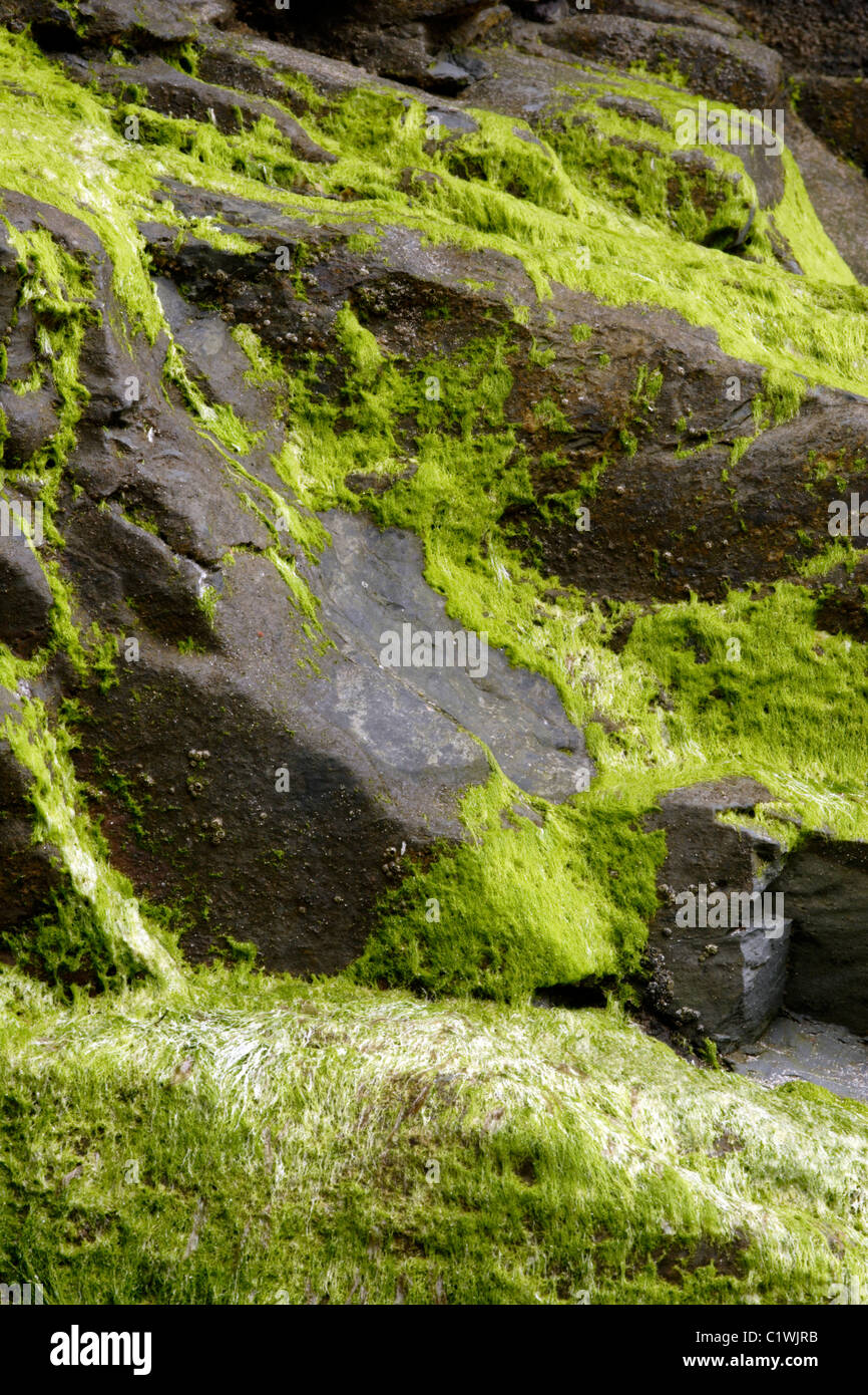Green algae covering coastal rocks Stock Photo