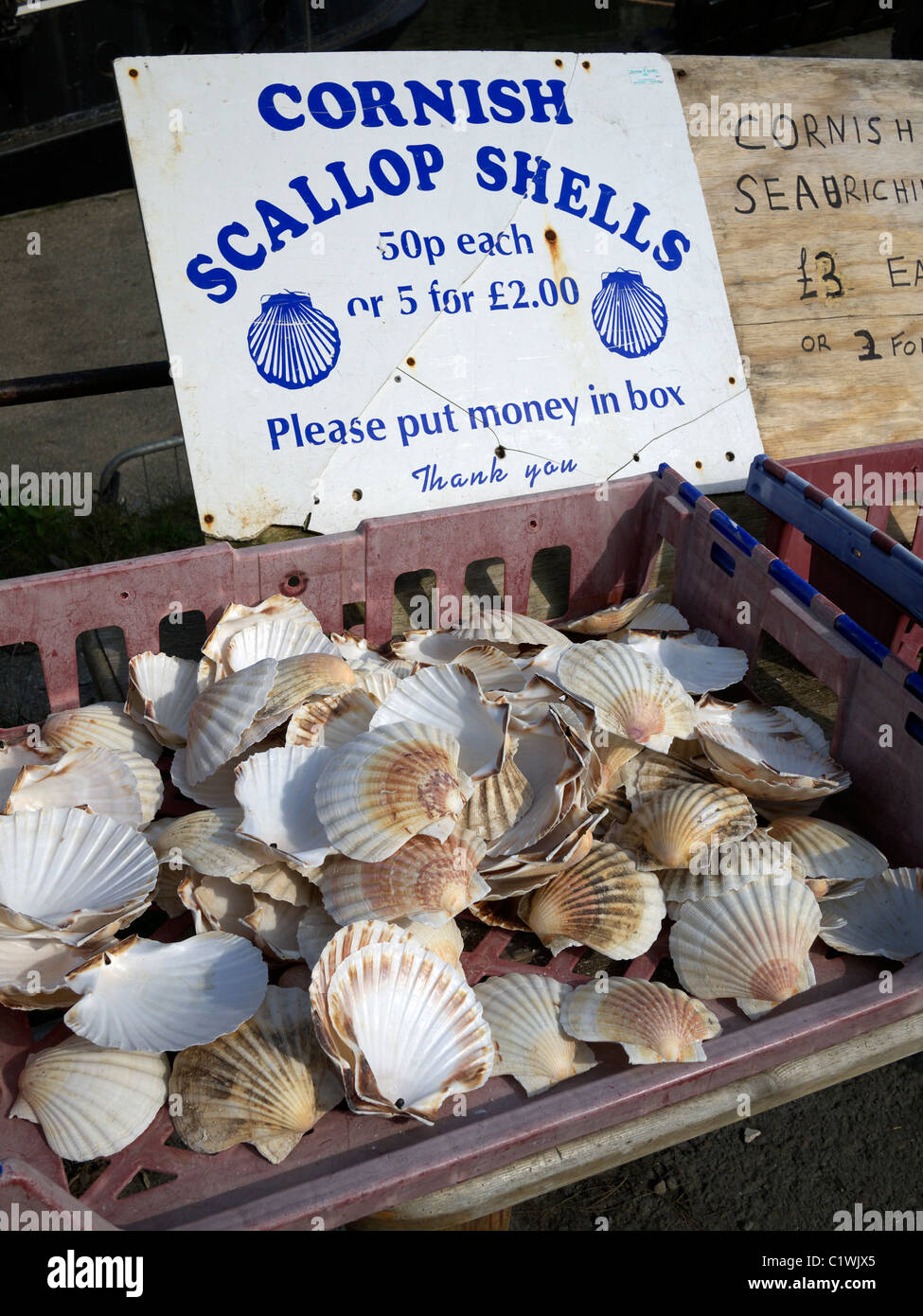 Cornish scallop shells for sale in the harbour village of Charlestown St Austell Cornwall uk Stock Photo