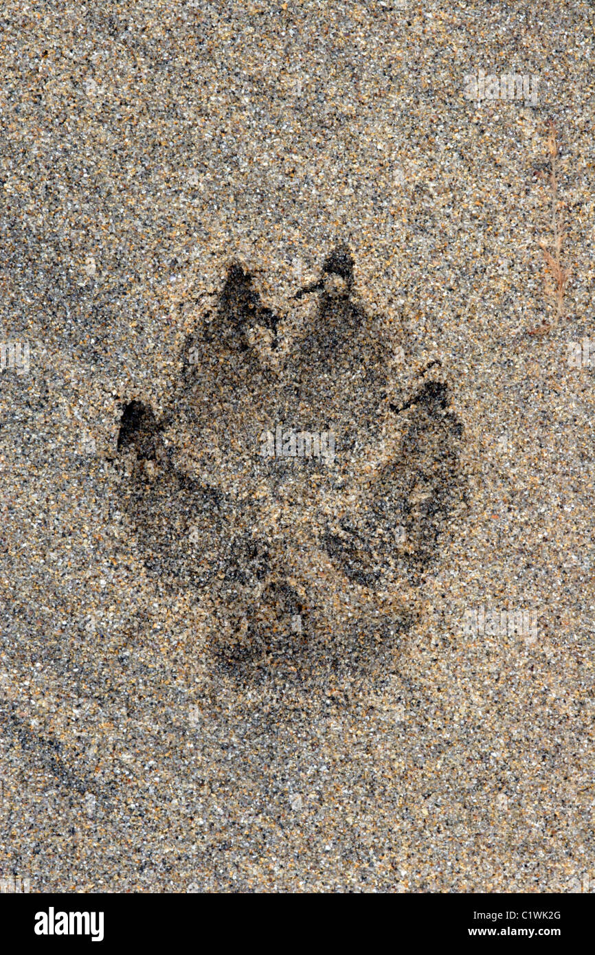 Dog paw print left in sand on beach Stock Photo