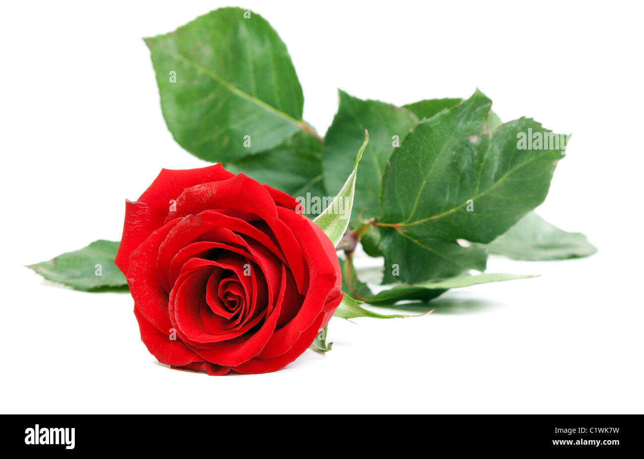 Red rose with green stem isolated on a white background Stock Photo - Alamy