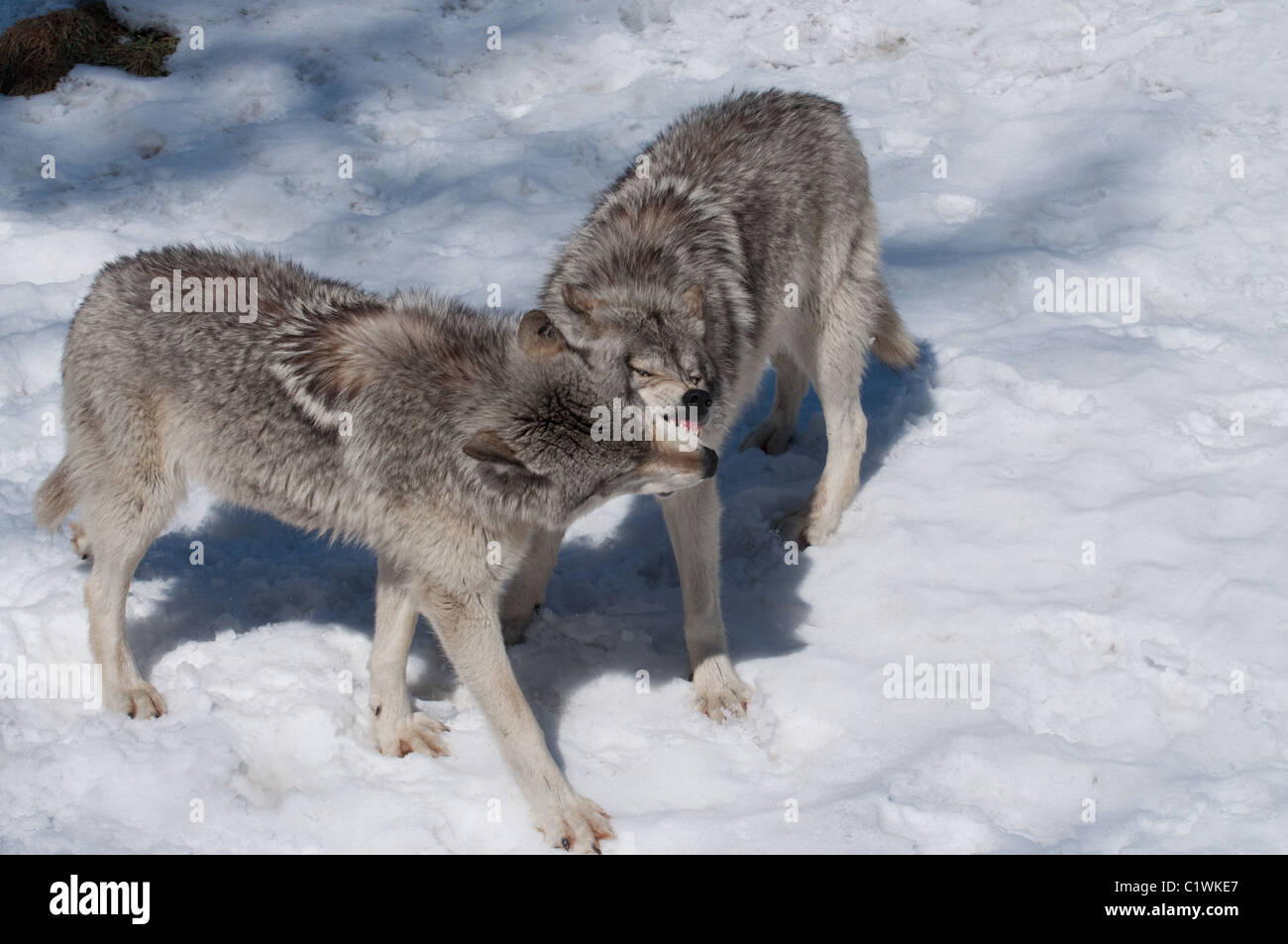 Wolves Determination A Timber Wolf expressing dominance Stock Photo - Alamy