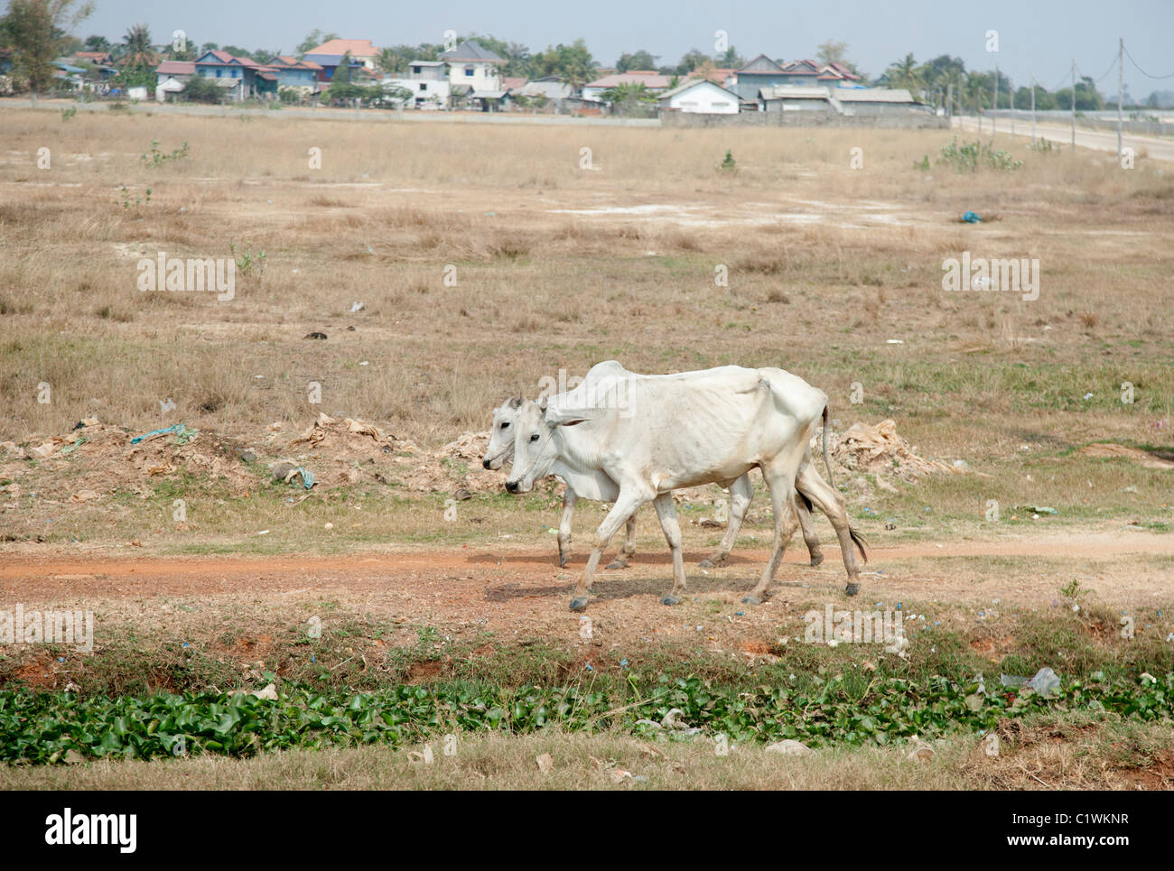 Two Starving Cows in Rural Cambodia Stock Photo